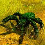 th_IN-HuntingSpider.jpg